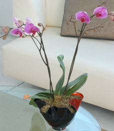 vazo ierisinde tek dal saks orkide iei Ankara iekilik grsel rn modeli 