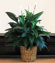 Ankara çiçek gönderme firmamızdan size özel Spathiphyllum saksı çiçeği iç mekan bitkileri süs bitkisi