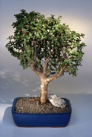 Bonsai küçük japon ağacı iç mekan süs bitkisi Ankara çiçek gönderimi site ürünümüz