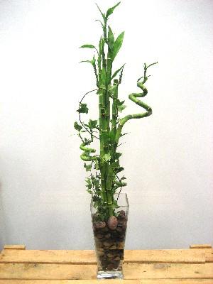 Ankara çiçek yolla dükkanımızdan Lucky Bamboo şans meleği çiçeği bambu çiçeği