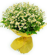 sadece papatya buketi Ankara online çiçek gönderme sipariş