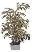 Ankara Etimesgut Çiçekçi firma ürünümüz Ficus starlight benjamin saksı çiçeği iç mekan bitkileri süs bitkisi